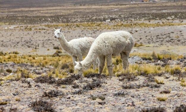 Lama nelle Ande del Perù