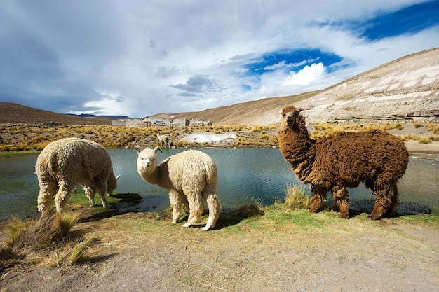 Lama nelle Ande, montagne, Perù