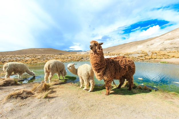 Lama nelle montagne delle Ande PeruxAxA