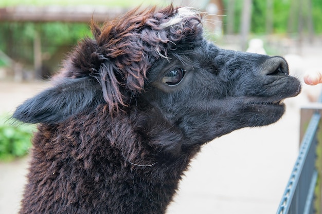 Lama nera glama muso sfondo naturale all'aperto