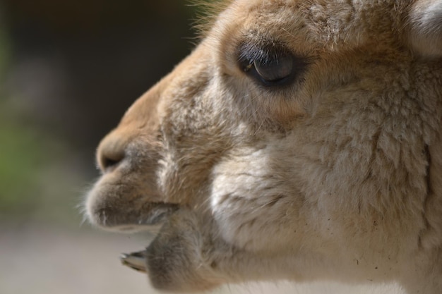 Lama primo piano fotografia