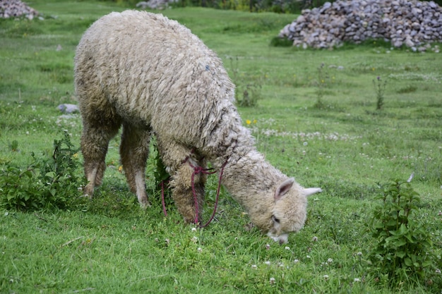 Lama sul primo piano dell'erba verde nelle rovine di saqsaywaman Cusco Perù