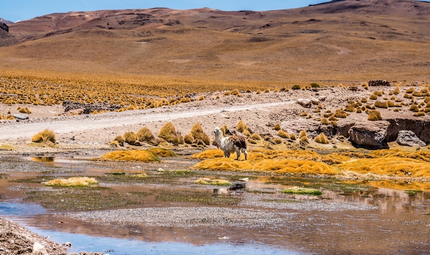 Lama sullo sfondo del paesaggio lagunare in Bolivia