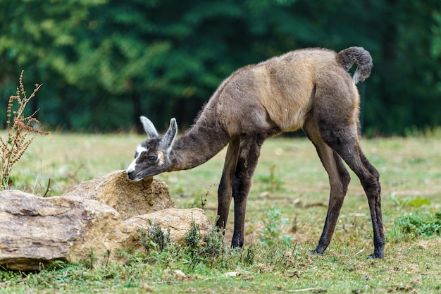 Lama