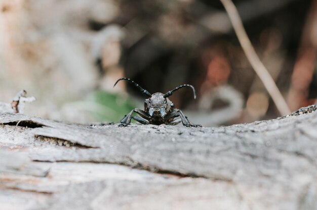 Lamia textor - Insetto dello scarabeo tessitore su una corteccia di albero