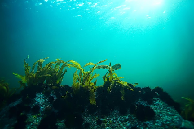 laminaria cavolo marino foto sottomarina acqua salata della barriera corallina dell'oceano
