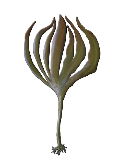 laminaria