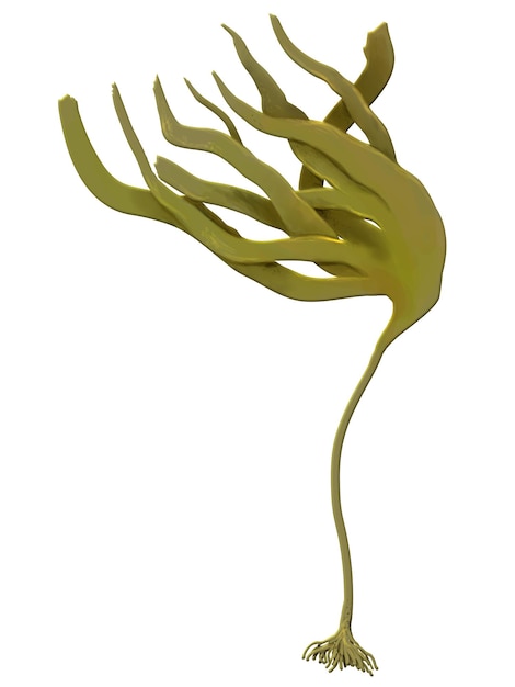 laminaria