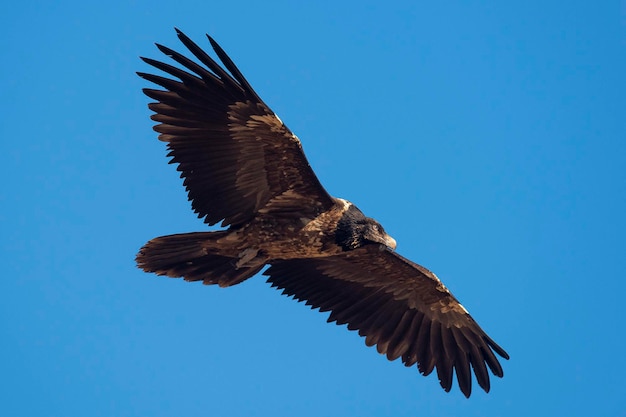 Lammergeier Gypaetus barbatus Lerida Spagna