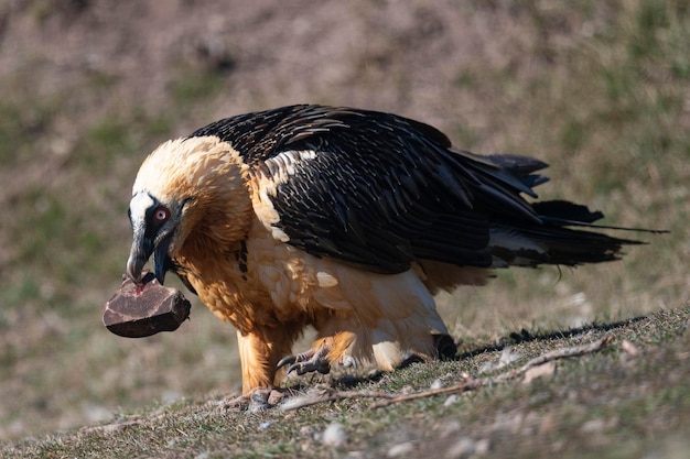 Lammergeier Gypaetus barbatus Lerida Spagna