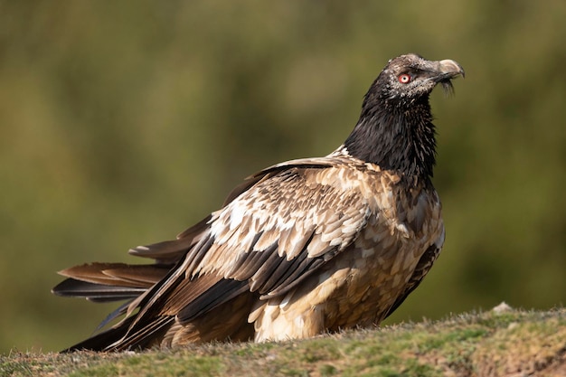 Lammergeier Gypaetus barbatus Lerida Spagna