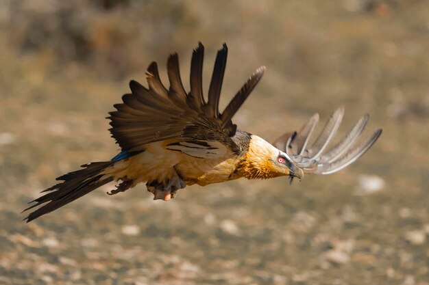 Lammergeier Gypaetus barbatus Lerida Spagna