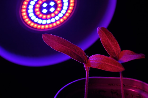 Lampada a LED per la coltivazione di piante per l'agricoltura, Phytolamps. Piante domestiche accese sotto la lampada fito.