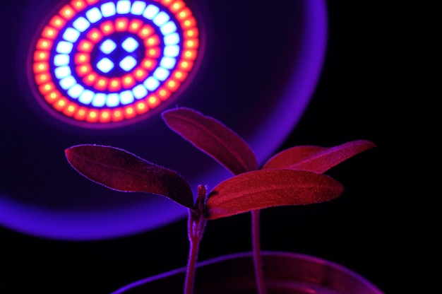 Lampada a LED per la coltivazione di piante per l'agricoltura, Phytolamps. Piante domestiche accese sotto la lampada fito.