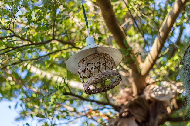 Lampada sull&#39;albero