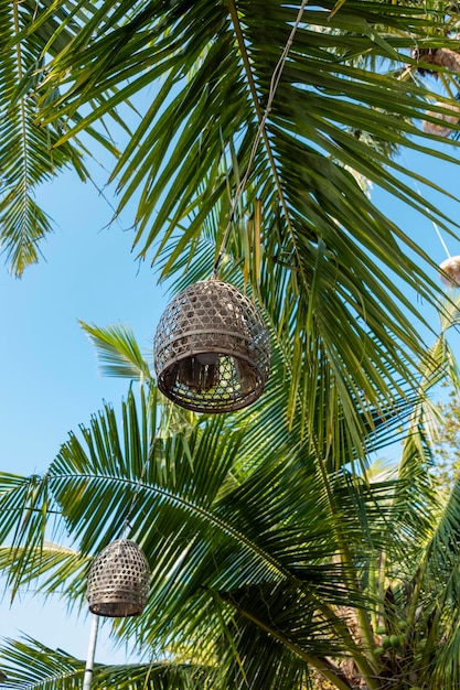 Lampadina su sfondo di palma