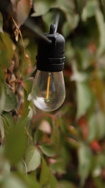 lampadina tra le foglie nel giardino