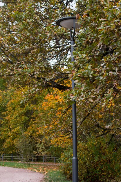 Lampione in autunno fogliame giallo nel parco Illuminazione stradale