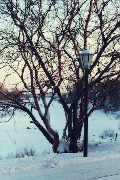 Lampione stradale invernale e albero