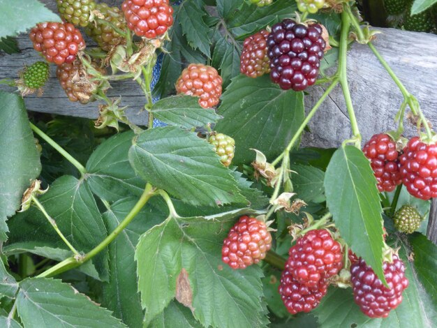 Lampone nero Rubus occidentalis bacche selvatiche che maturano vicino al primo piano della foresta