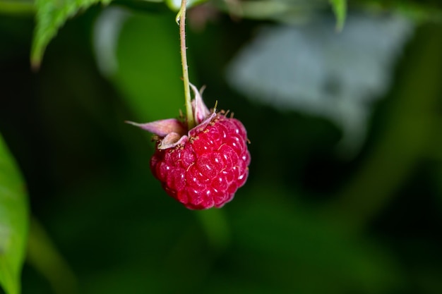 Lampone rosso appeso a una macrofotografia del ramo in una giornata estiva