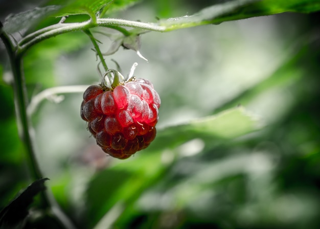 Lampone selvatico nella foresta