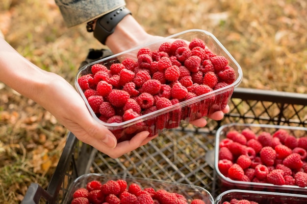 Lamponi freschi. Le mani tengono un lampone fresco e succoso. Condimento della cottura della frutta e della marmellata.