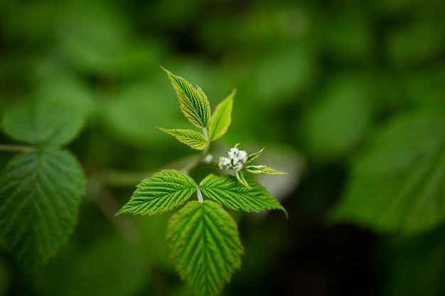 Lamponi maturi Foglie in uno sfondo sfocato Agricoltura agronomia giardinaggio bacche