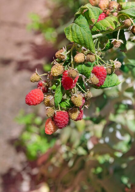 Lamponi rossi che crescono nel giardino