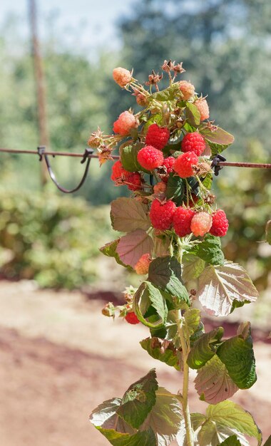 Lamponi rossi che crescono nel giardino