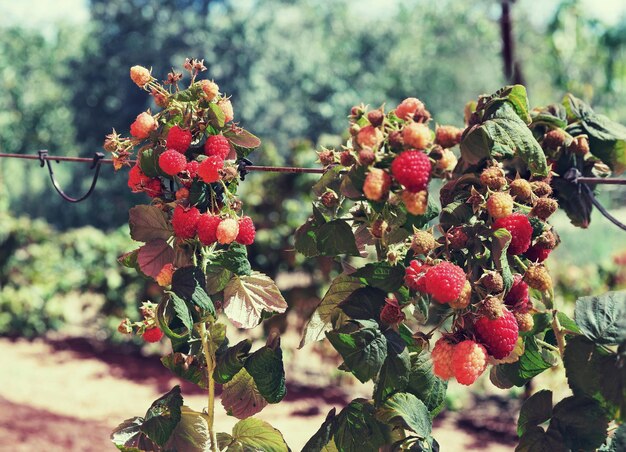 Lamponi rossi che crescono nel giardino