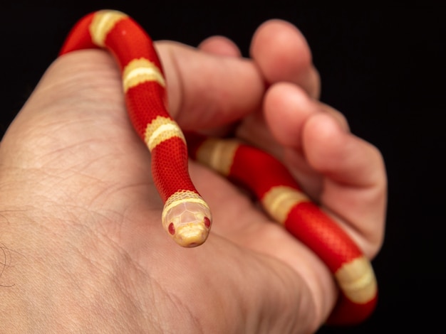 Lampropeltis triangulum, comunemente noto come serpente del latte o serpente del latte, è una specie di serpente reale.
