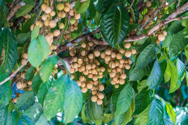 Langsat o Longkong o Lansium parasiticum è pronto per la raccolta, troppi risultati produttivi sull'albero da frutto tropicale, Thailandia, primo piano