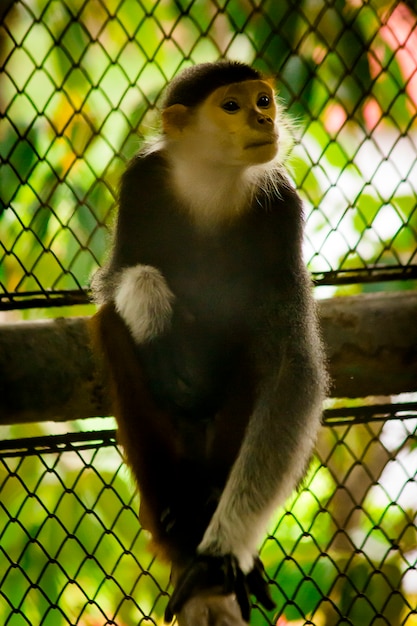 Langur rosso-shanked di Douc nello zoo.