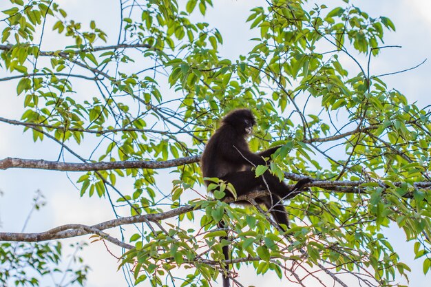 Langur seduto sul ramo di un albero
