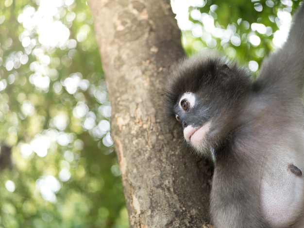 Langurs, Colobinae, Leaf Monkey, Trachypithecus. Appeso all&#39;albero.