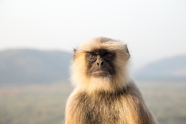 Langurs (Presbytis entellus) in India.