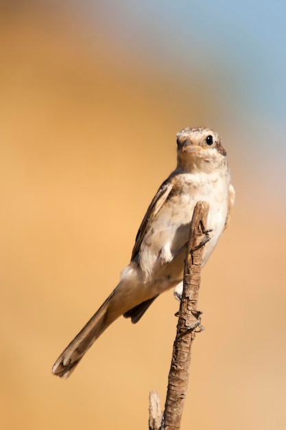 Lanius senator - L'averla comune è una specie di passeriforme.