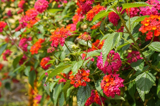 Lantana camara la lantana comune è una specie di pianta fiorita all'interno della famiglia della verbena Verbenaceae