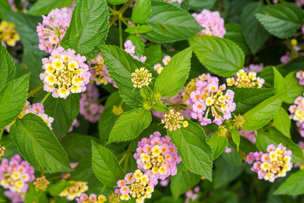 Lantana camara la lantana comune è una specie di pianta fiorita all'interno della famiglia della verbena Verbenaceae