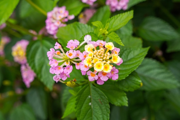 Lantana camara la lantana comune è una specie di pianta fiorita all'interno della famiglia della verbena Verbenaceae