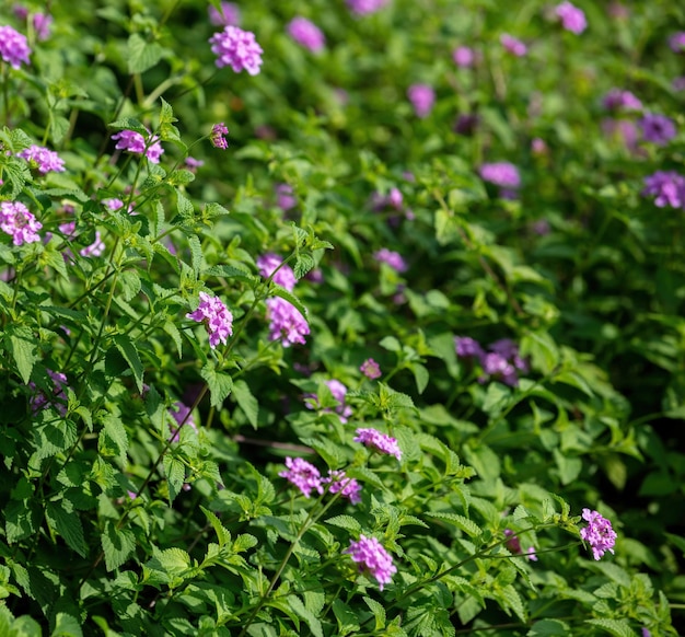 Lantana Montevidensis Viola arbusto in fiore texture di sfondo. Giornata soleggiata finale di Shrubverbena.