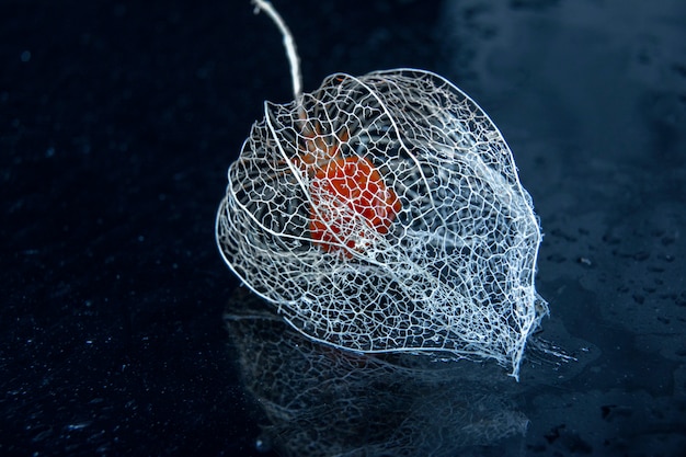 Lanterna del Physalis su fondo nero / fine su / concetto di disegni