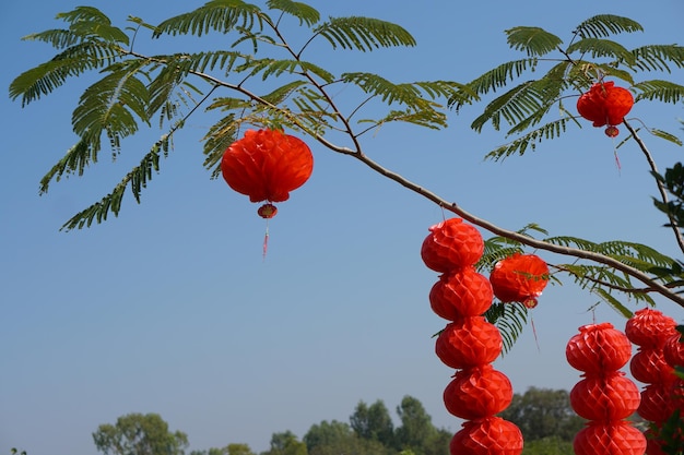 Lanterne rosse decorano l'albero del capodanno cinese