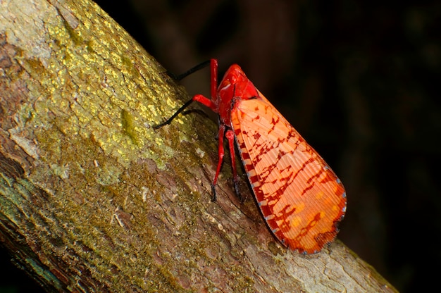 Lanternflies Bugs Fulgoridae Aphaena