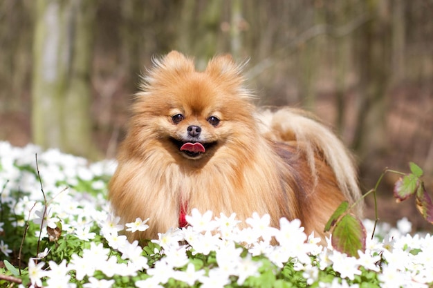 Lanuginoso cagnolino in fiori bianchi in giardino.