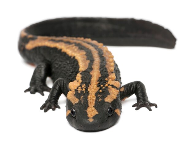 Laosensis del Laos Warty Newt Paramesotriton davanti a fondo bianco