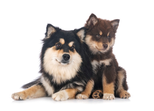 Lapphund finlandese adulta del cucciolo e del cucciolo davanti a fondo bianco