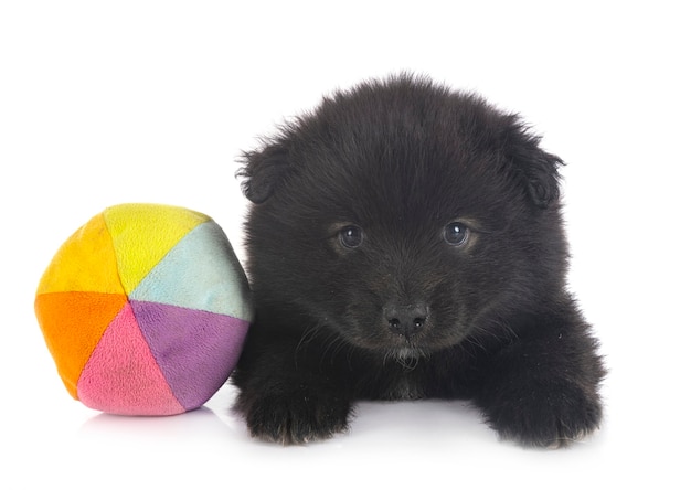 Lapphund finlandese cucciolo davanti al muro bianco