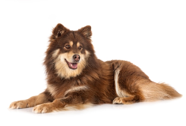 Lapphund finlandese in studio